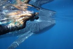 Gift Voucher - Ningaloo Whale Shark Swim on a Powerboat
